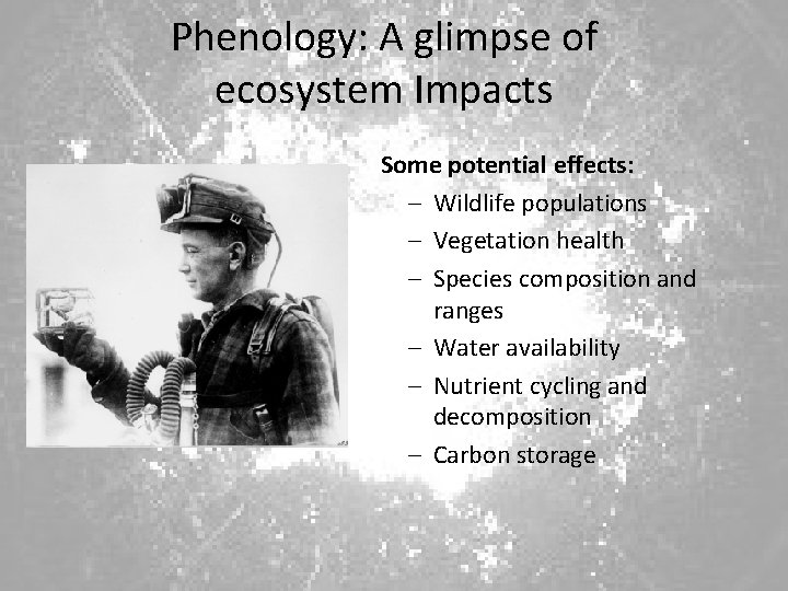 Phenology: A glimpse of ecosystem Impacts Some potential effects: – Wildlife populations – Vegetation