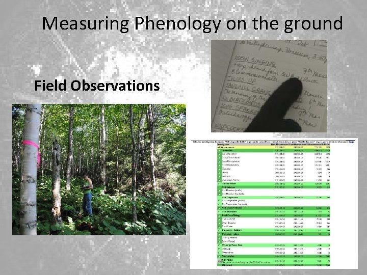 Measuring Phenology on the ground Field Observations 