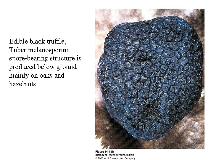 Edible black truffle, Tuber melanosporum spore-bearing structure is produced below ground mainly on oaks