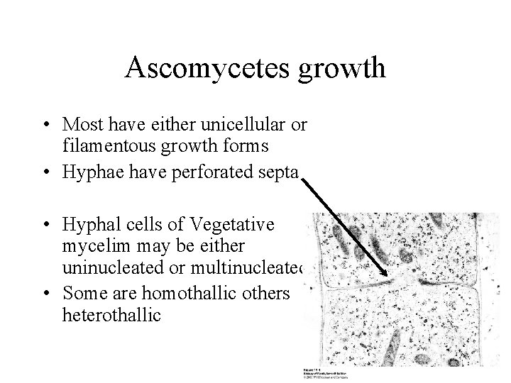 Ascomycetes growth • Most have either unicellular or filamentous growth forms • Hyphae have