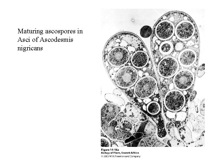 Maturing ascospores in Asci of Ascodesmis nigricans 