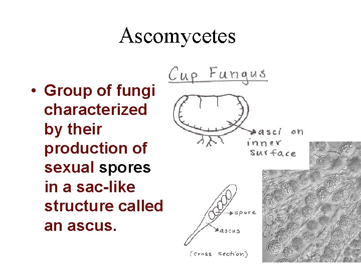 Ascomycetes • Group of fungi characterized by their production of sexual spores in a