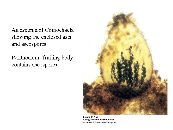 An ascoma of Coniochaeta showing the enclosed asci and ascospores Perithecium- fruiting body contains