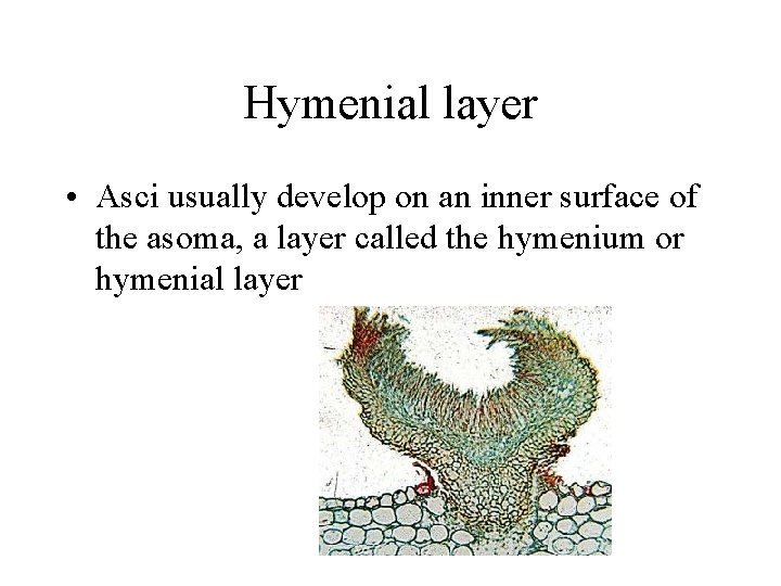 Hymenial layer • Asci usually develop on an inner surface of the asoma, a