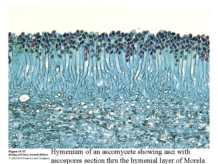 Hymenium of an ascomycete showing asci with ascospores section thru the hymenial layer of