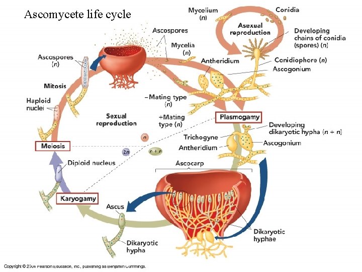 Ascomycete life cycle 