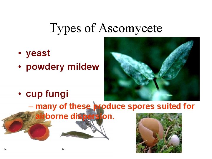 Types of Ascomycete • yeast • powdery mildew • cup fungi – many of