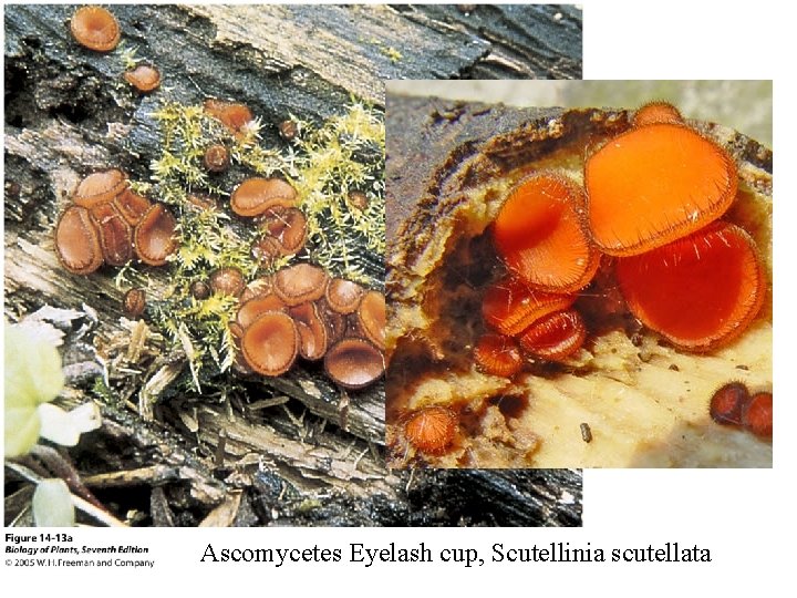 Ascomycetes Eyelash cup, Scutellinia scutellata 