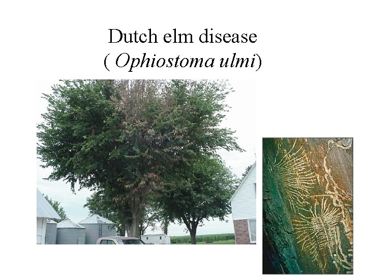 Dutch elm disease ( Ophiostoma ulmi) 