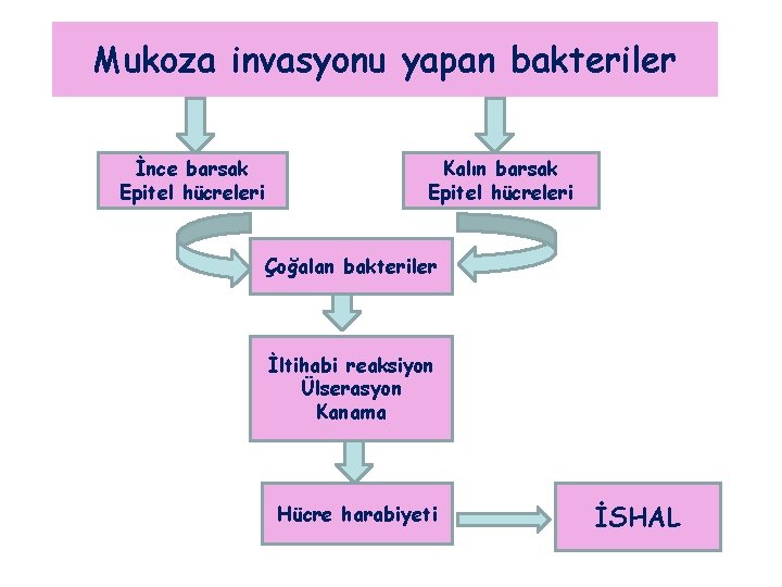 Mukoza invasyonu yapan bakteriler İnce barsak Epitel hücreleri Kalın barsak Epitel hücreleri Çoğalan bakteriler