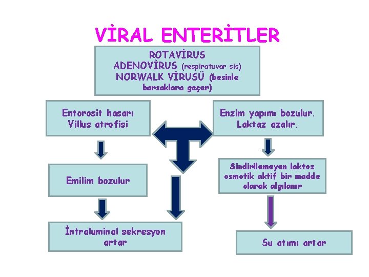 VİRAL ENTERİTLER ROTAVİRUS ADENOVİRUS (respiratuvar sis) NORWALK VİRUSÜ (besinle barsaklara geçer) Entorosit hasarı Villus