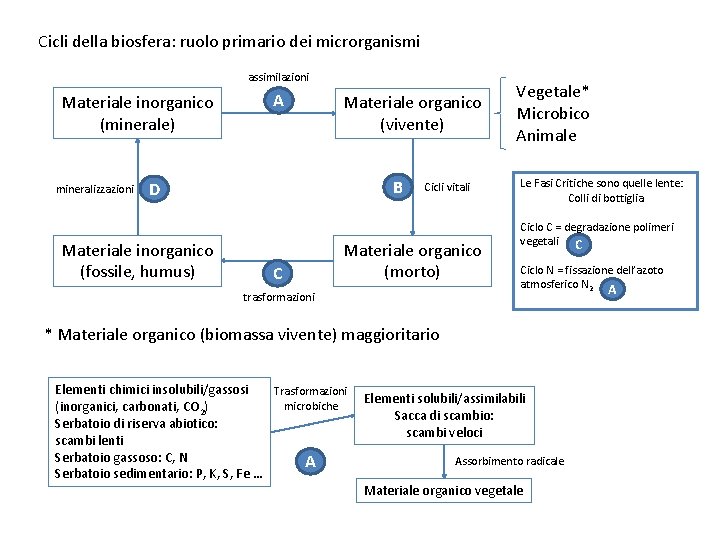 Cicli della biosfera: ruolo primario dei microrganismi assimilazioni Materiale inorganico (minerale) mineralizzazioni A Materiale