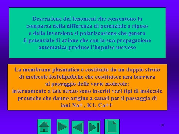 Descrizione dei fenomeni che consentono la comparsa della differenza di potenziale a riposo e