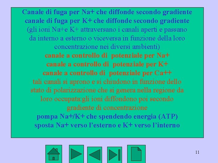 Canale di fuga per Na+ che diffonde secondo gradiente canale di fuga per K+