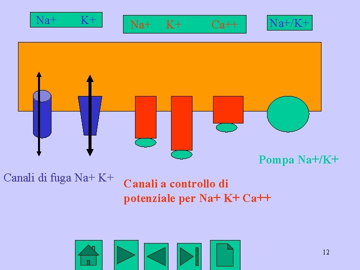Na+ K+ Ca++ Na+/K+ Pompa Na+/K+ Canali di fuga Na+ K+ Canali a controllo
