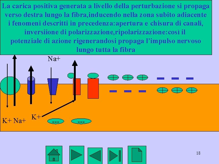 La carica positiva generata a livello della perturbazione si propaga verso destra lungo la