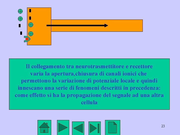 Il collegamento tra neurotrasmettitore e recettore varia la apertura, chiusura di canali ionici che