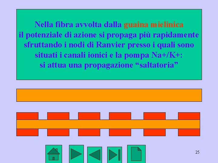 Nella fibra avvolta dalla guaina mielinica il potenziale di azione si propaga più rapidamente Nella fibra avvolta dalla guaina mielinica il potenziale di azione si propaga più rapidamente