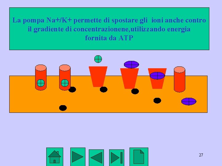 La pompa Na+/K+ permette di spostare gli ioni anche contro il gradiente di concentrazionene,
