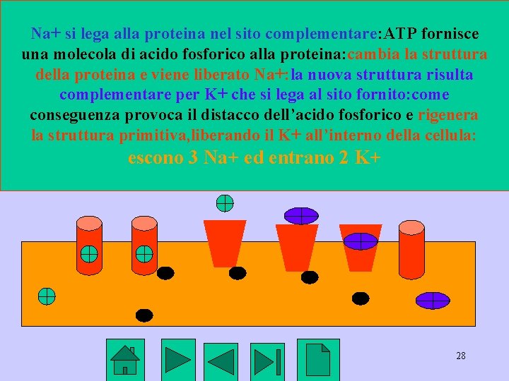 Na+ si lega alla proteina nel sito complementare: ATP fornisce una molecola di acido