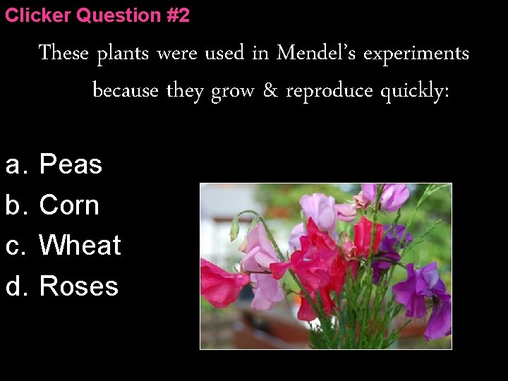 Clicker Question #2 These plants were used in Mendel’s experiments because they grow &