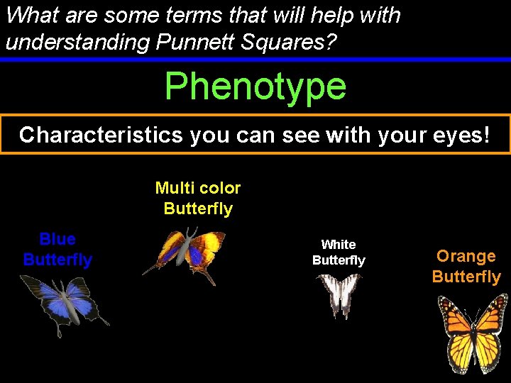 What are some terms that will help with understanding Punnett Squares? Phenotype Characteristics you