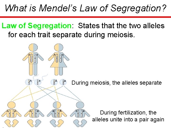 What is Mendel’s Law of Segregation? Law of Segregation: States that the two alleles