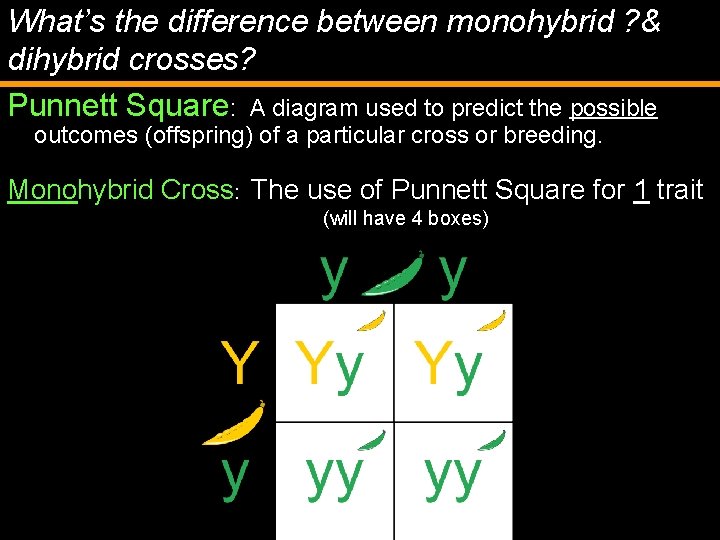 What’s the difference between monohybrid ? & dihybrid crosses? Punnett Square: A diagram used