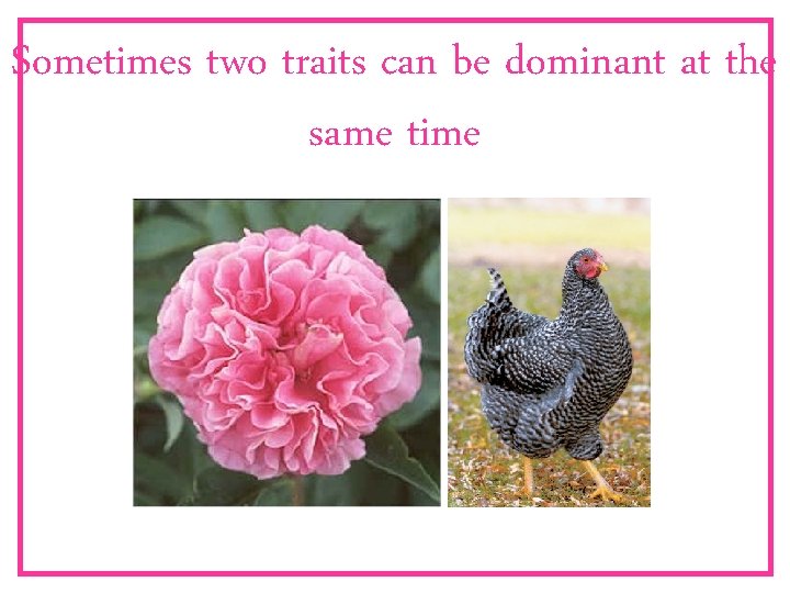 Sometimes two traits can be dominant at the same time 