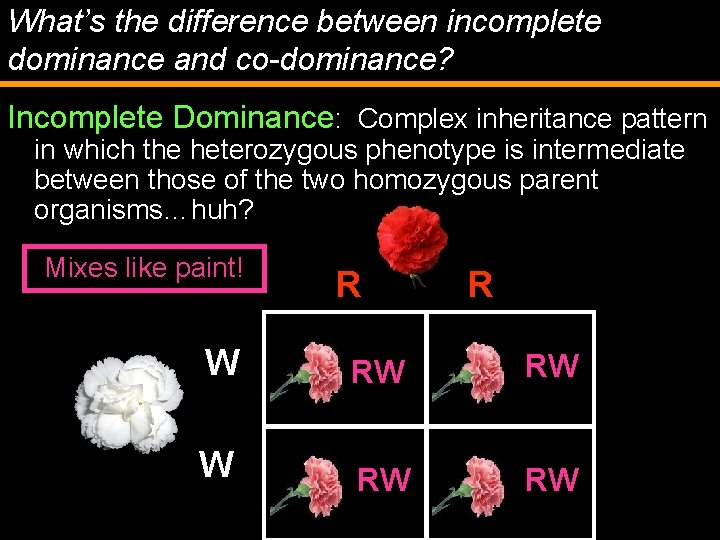 What’s the difference between incomplete dominance and co-dominance? Incomplete Dominance: Complex inheritance pattern in