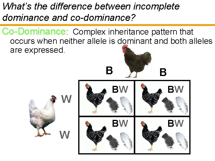 What’s the difference between incomplete dominance and co-dominance? Co-Dominance: Complex inheritance pattern that occurs