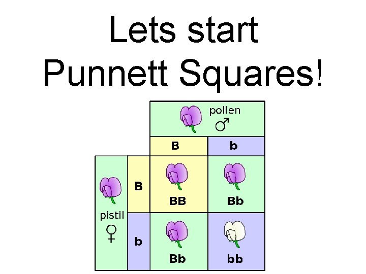 Lets start Punnett Squares! 