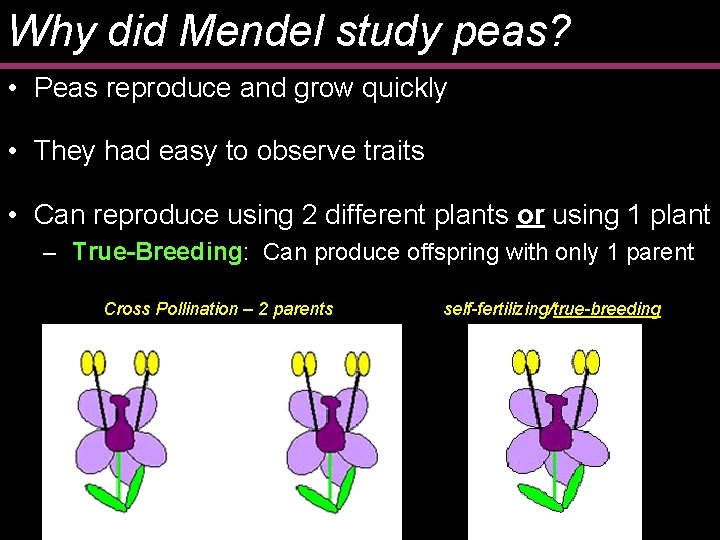 Why did Mendel study peas? • Peas reproduce and grow quickly • They had
