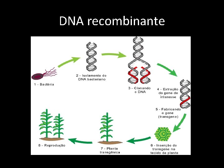 DNA recombinante 