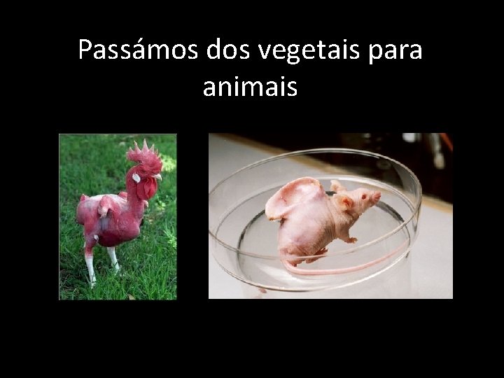 Passámos dos vegetais para animais 