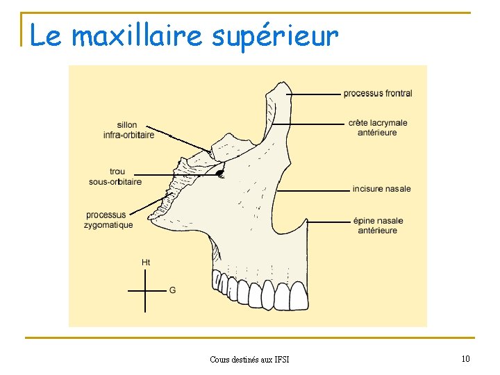 Le maxillaire supérieur Cours destinés aux IFSI 10 