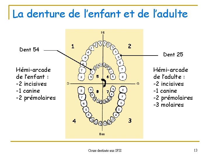 La denture de l’enfant et de l’adulte Dent 54 Dent 25 Hémi-arcade de l’enfant