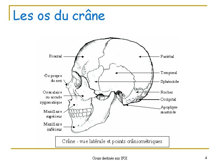 Les os du crâne Cours destinés aux IFSI 4 