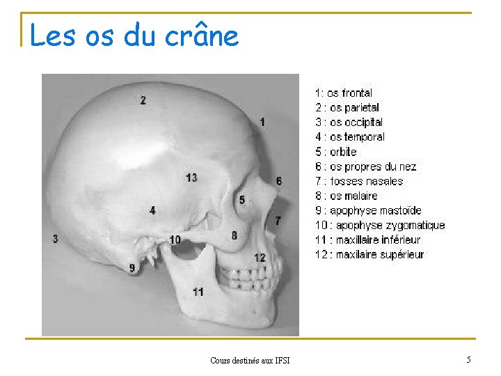 Les os du crâne Cours destinés aux IFSI 5 