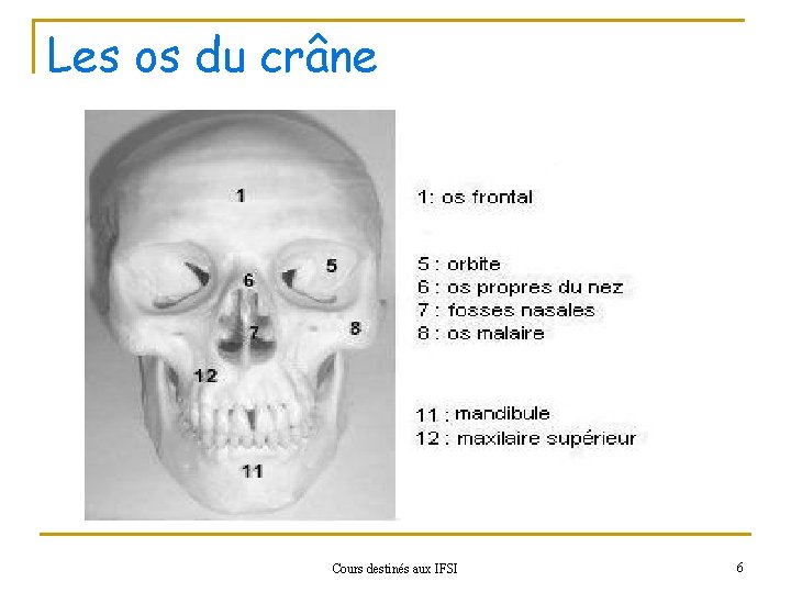 Les os du crâne Cours destinés aux IFSI 6 