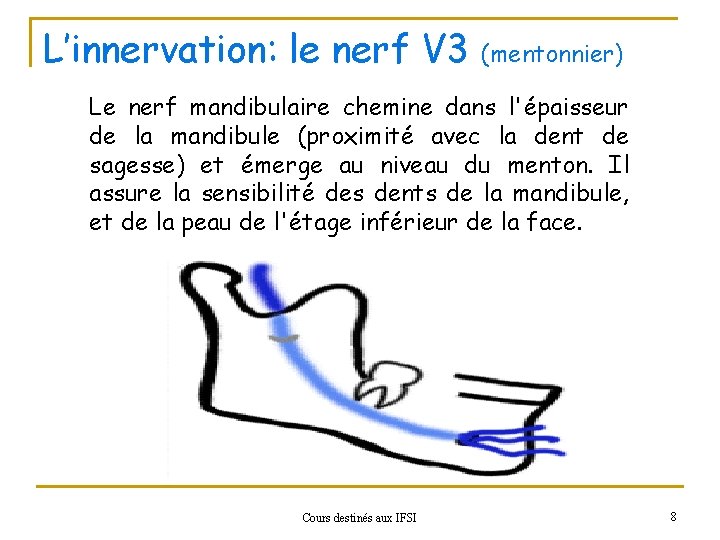 L’innervation: le nerf V 3 (mentonnier) Le nerf mandibulaire chemine dans l'épaisseur de la