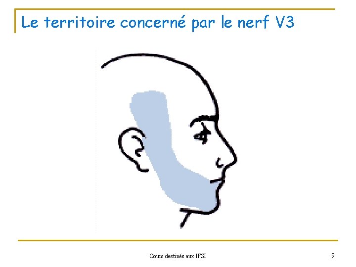 Le territoire concerné par le nerf V 3 Cours destinés aux IFSI 9 