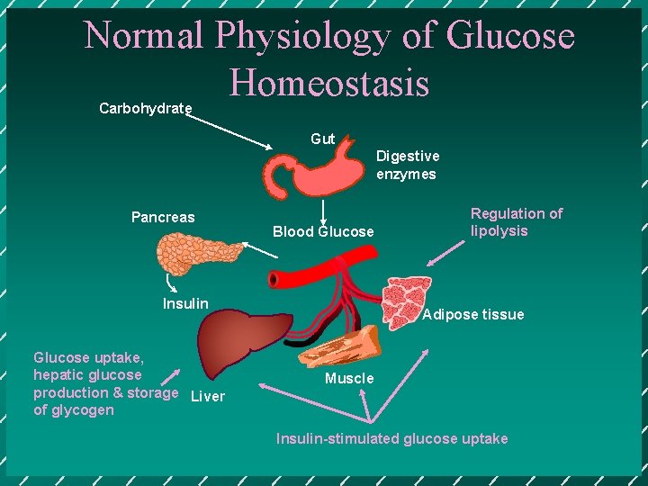 Normal Physiology of Glucose Homeostasis Carbohydrate Gut Digestive enzymes Pancreas Blood Glucose Insulin Glucose
