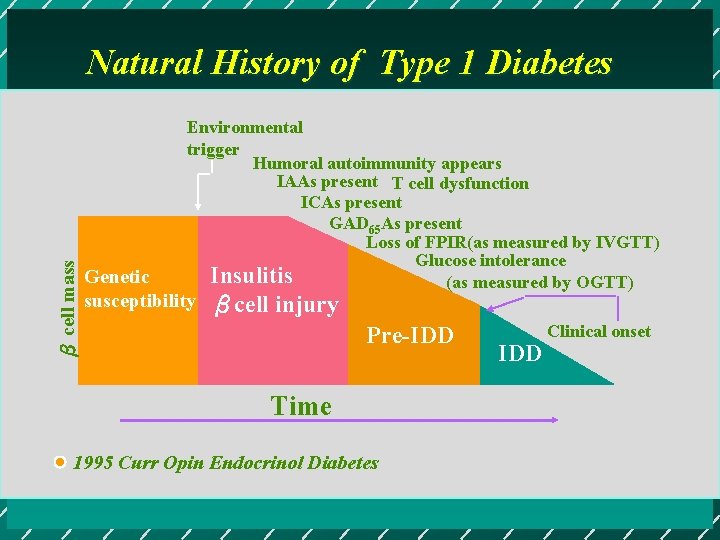 β cell mass Natural History of Type 1 Diabetes Environmental trigger Humoral autoimmunity appears