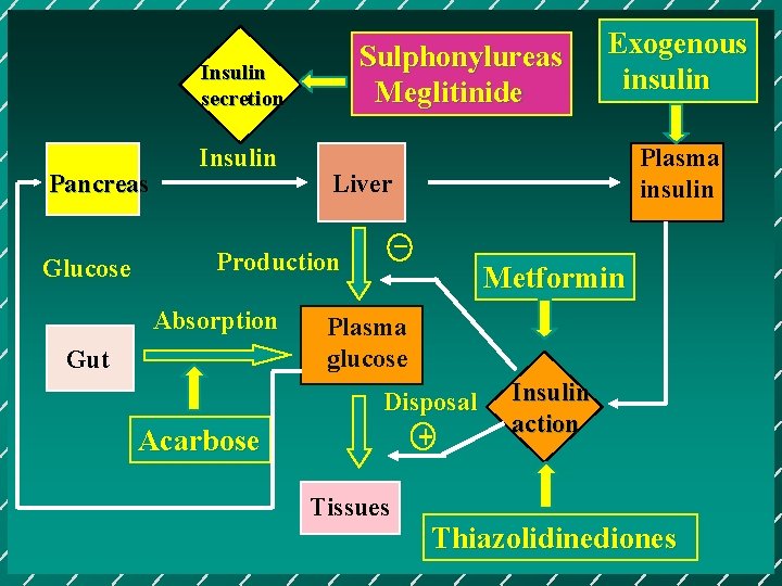 Sulphonylureas Meglitinide Insulin secretion Pancreas Glucose Insulin Gut Acarbose Plasma insulin Liver _ Production