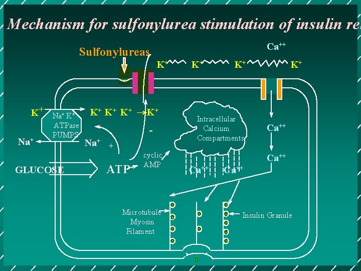 Mechanism for sulfonylurea stimulation of insulin rel Ca++ Sulfonylureas K+ K+ Na+ K+ ATPase