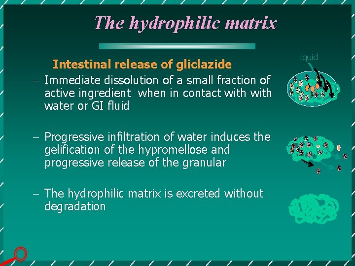 The hydrophilic matrix Intestinal release of gliclazide - Immediate dissolution of a small fraction