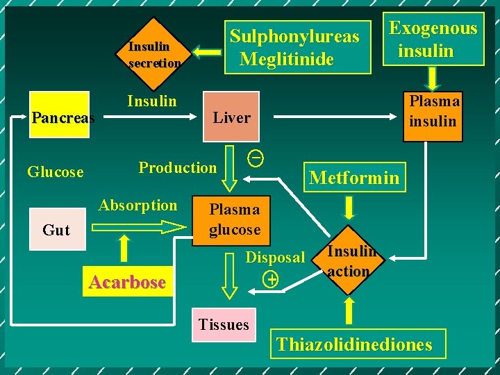 Sulphonylureas Meglitinide Insulin secretion Pancreas Glucose Insulin Gut Acarbose Plasma insulin Liver _ Production