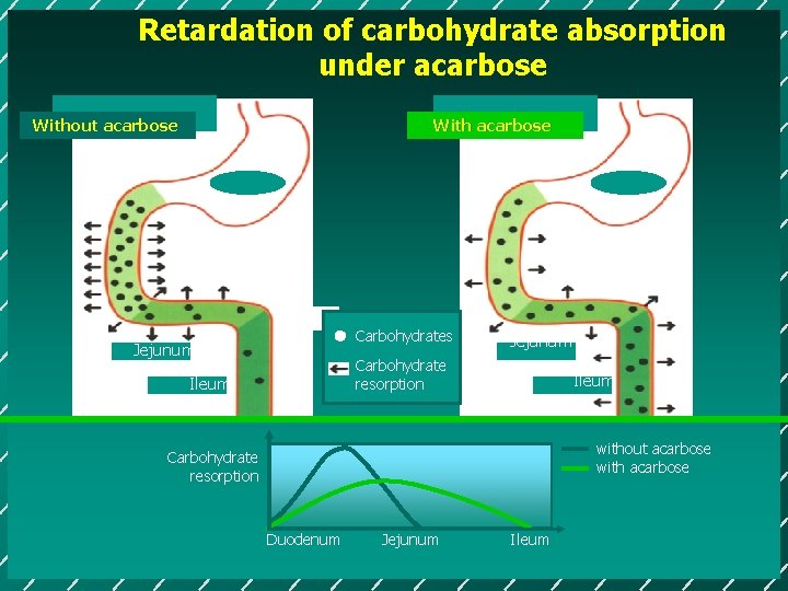 Retardation of carbohydrate absorption under acarbose Without acarbose With acarbose Carbohydrates Jejunum Carbohydrate resorption
