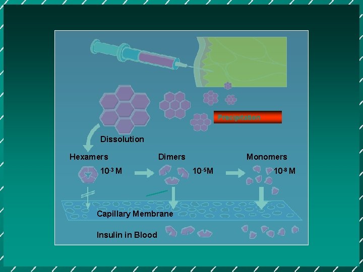 Precipitation Dissolution Hexamers Dimers 10 -3 M Capillary Membrane Insulin in Blood Monomers 10